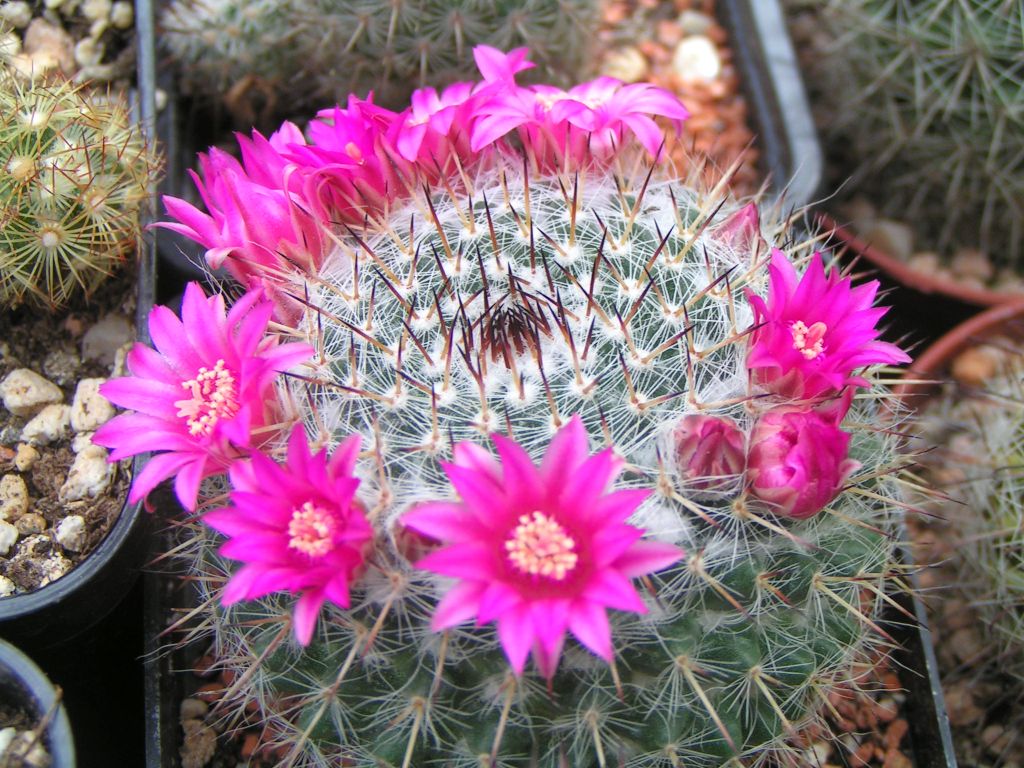 Mammillaria orcutii